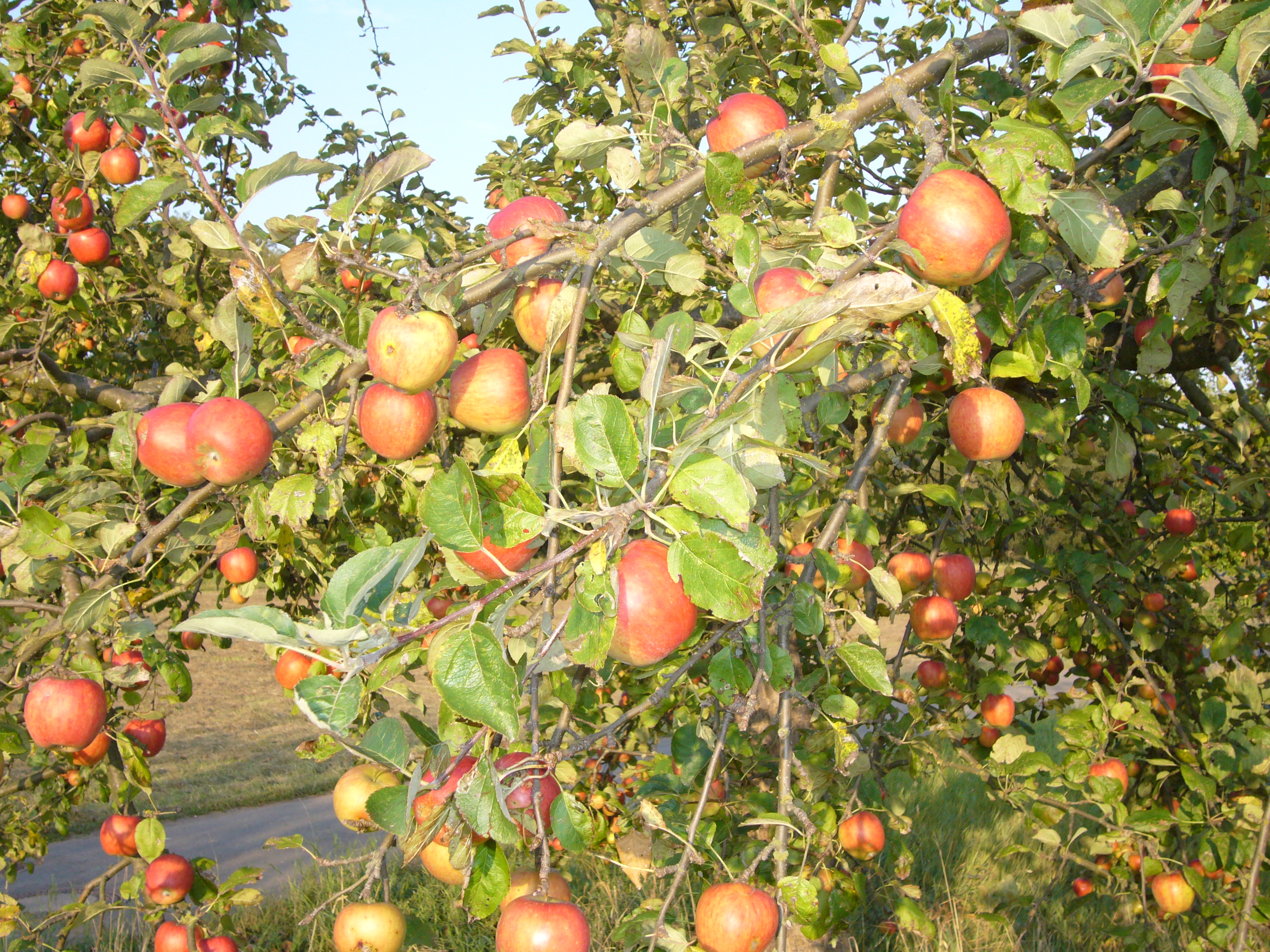 reiche Apfelernte (2)